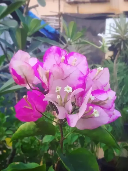 A beautiful bi-color Bougainvillea flower. The delicate mix of pink and white is just stunning.