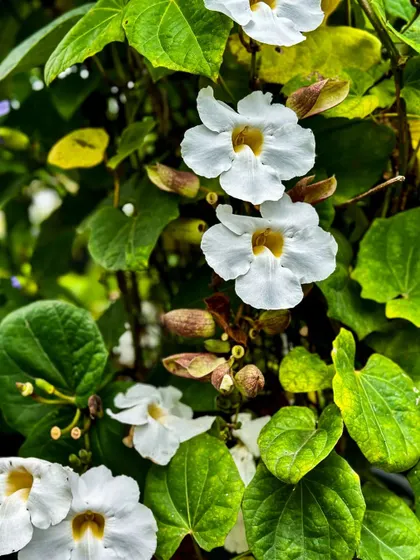 Meet India’s own ‘Clock Vine’, the Thunbergia grandiflora alba. This vigorous, low-maintenance climber cascades with snow-white blooms, transforming trellises into lush havens.