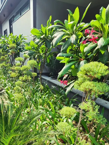 A beautiful example of a tropical home garden we designed. The mix of Plumeria with its red flowers, small topiaries, and Cycads creates a vibrant and textured look.