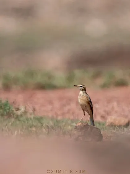 A Paddyfield Pipit in a dreamy background at Odhani Dam, Bihar.