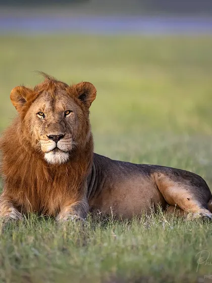The same male lion, but photographed from a different angle to create a clean, grassy background. This shows how a small change in position can dramatically alter a portrait.