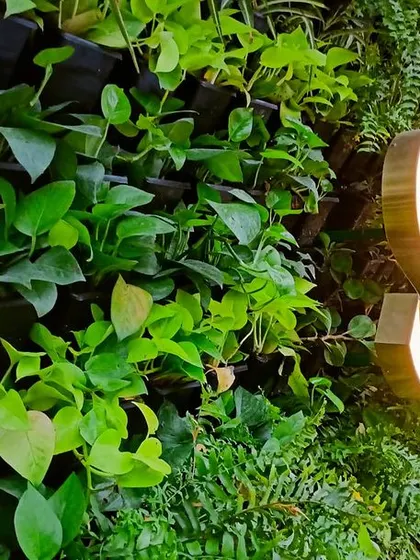 This is a duplicate of image 75. A close-up of the lush vertical garden at Swathi Gardenia. We used a variety of green foliage plants like money plants and ferns to create a rich texture and a vibrant, living wall that thrives in an urban environment.