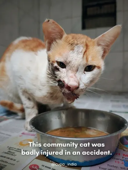 A positive sign. After days of refusing food, she is finally showing interest in eating. This is a major milestone in the recovery of an animal with severe facial trauma.