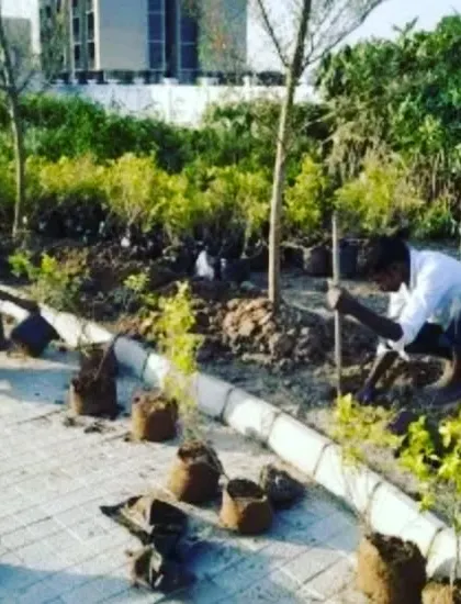 Our team carefully planting young saplings along a paved edge. We take care to ensure each plant is properly placed for healthy growth.