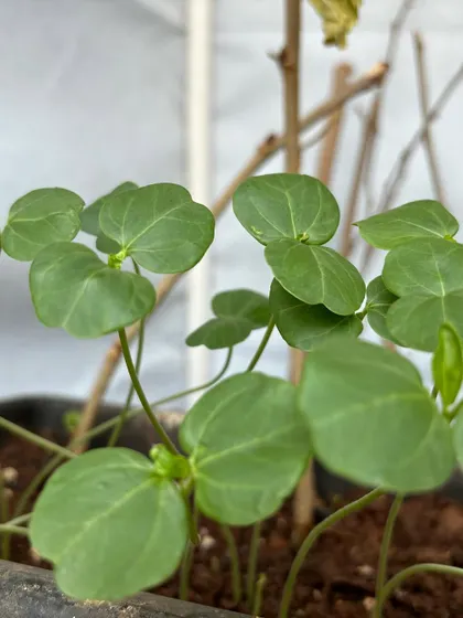 A close-up of healthy seedlings, showing the vibrant green of new life in my propagation station.