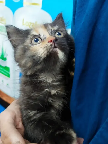 A curious upward glance from the tortoiseshell kitten. I take my time to let them acclimate to the new sounds and smells of the clinic.