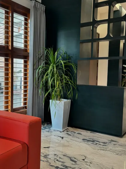 A Dracaena plant in a simple white pot stands next to a bold red sofa. This shows how a well-placed plant can balance strong colors and add a natural element to a modern living room.
