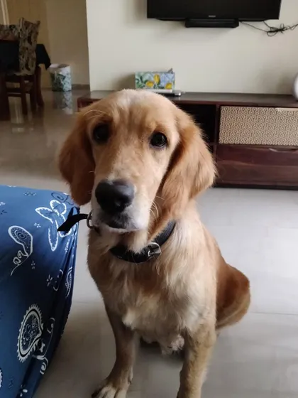 Goldy, the adopted 5-year-old retriever, looking happy and healthy.