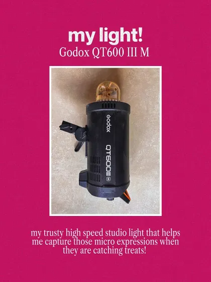 My trusty Godox studio light, which helps me capture those super-fast micro-expressions, especially when they're catching treats!