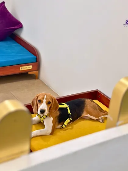 Every pet deserves their own comfortable bed. Here, a Beagle relaxes in one of our cozy, ground-level beds, showcasing the home-like comfort we provide.