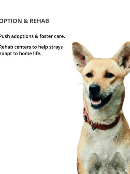 A humane solution to the stray dog problem includes pushing for adoptions and creating rehab centers to help strays adapt to home life.