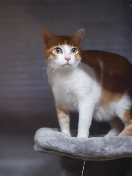 This handsome cat is perched regally atop the cat tree, confidently surveying his temporary home in our Kitty Kabins.