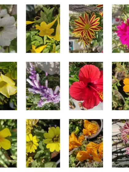 A collage featuring Petunia, Hibiscus, Bougainvillea, and other sun-loving flowers.