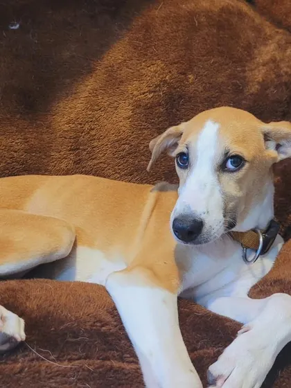 A quiet moment with a shy but sweet Indie pup. He is slowly coming out of his shell and learning to trust people.