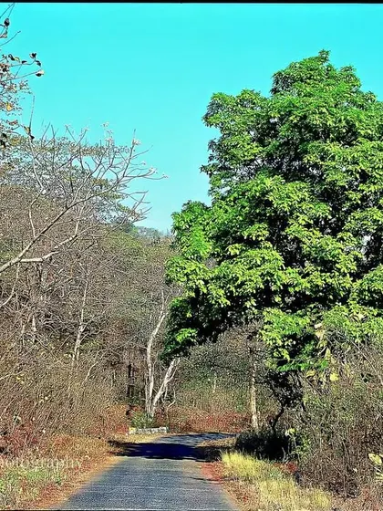 A road cuts through the dry forest in summer. The trees are largely bare, and the undergrowth is sparse and brown, a landscape resting in the heat.