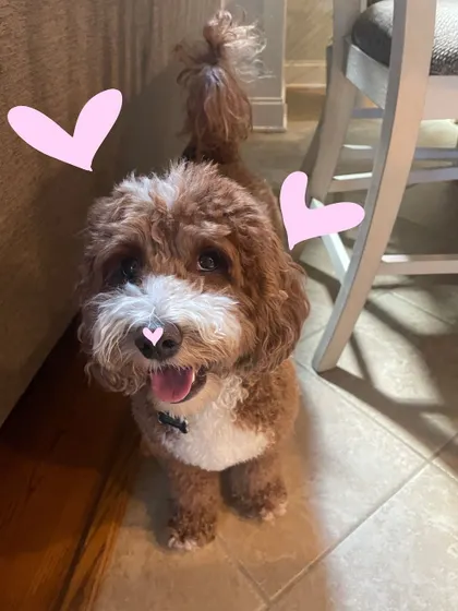 A photo of a very good boy, with some simple heart doodles to show my love.