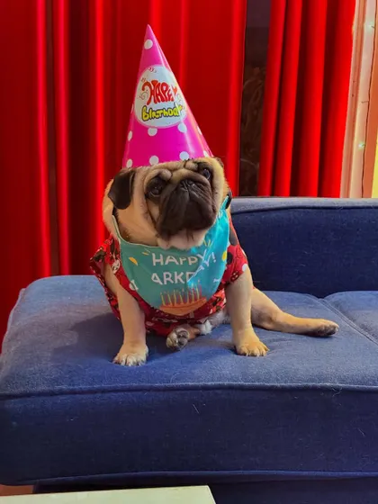 Max the Pug, dressed to impress in his birthday bandana and hat. Our party accessories are designed to be comfortable and cute for the perfect photo opportunity.