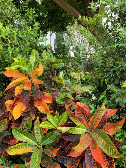 Two years after planting, this garden has matured beautifully. The dense growth creates a 'secret garden' feel, a hidden world of green you can get lost in.