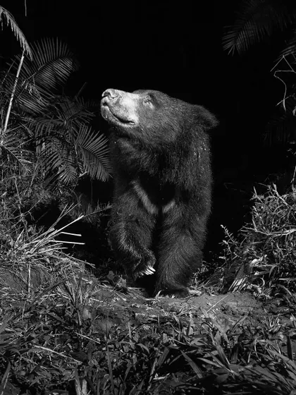 A Sloth Bear stands on its hind legs, sniffing the air. This monochrome image captures a moment of alertness and curiosity.