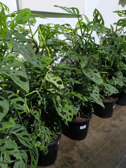 A fresh batch of Monstera Adansonii, also known as the Swiss Cheese Vine, ready for our customers. Their fenestrated leaves are always a conversation starter.
