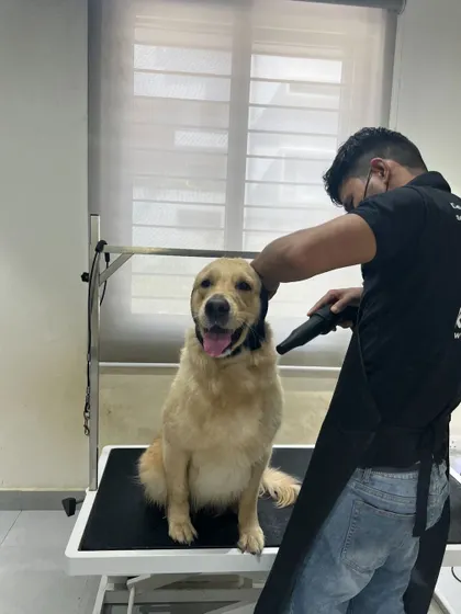 Using a professional-grade dryer to give this Golden Retriever a perfect fluff dry. The ear covers help keep the dog calm by muffling the sound.