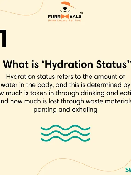Is my dog dehydrated? This series explains what 'hydration status' means, how to check for it using the skin and gum tests, and why drinking more water isn't always a sign of good hydration.