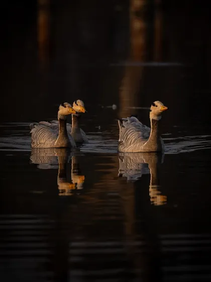 The geese family group, photographed from a slightly different angle, showing their interaction and awareness of each other.
