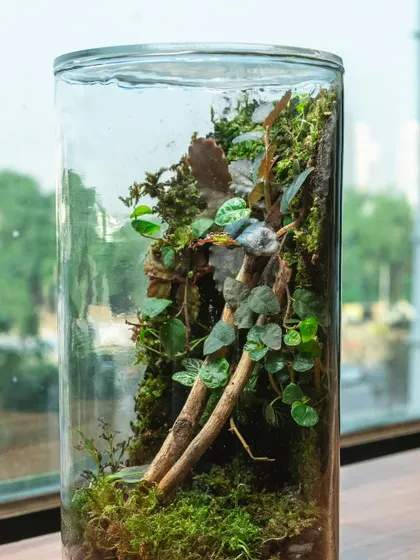 A single cylindrical terrarium, showcasing its sleek design and the lush jungle inside. These are great unique gifts that continue to grow and evolve.