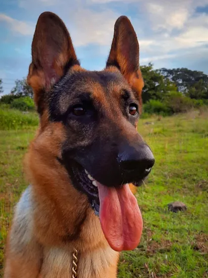 A collection of portraits of my handsome, goofy, and majestic German Shepherd, Theo. He is my constant inspiration and the heart of my work.