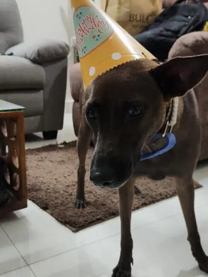 Bella's sister, Coffee, celebrating her birthday. It's a full and happy house.