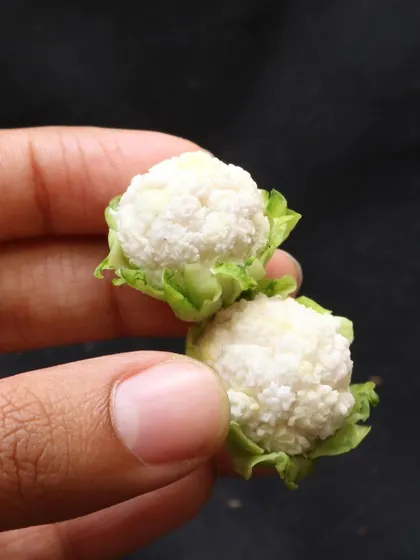 A close-up of two miniature cauliflowers, showing the intricate texture of the florets.
