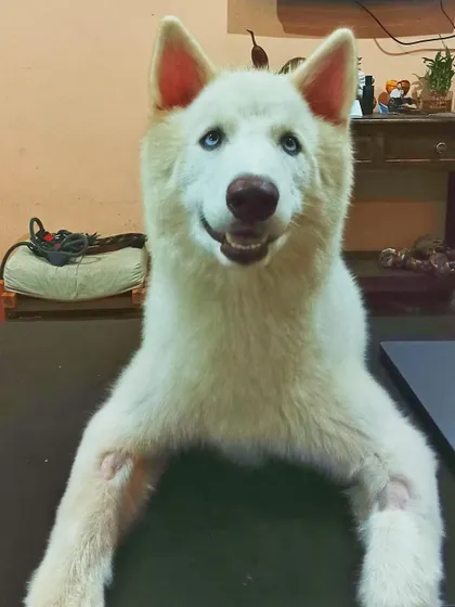 A happy smile from the adopted Husky, Vegas. He was given up by his previous owners but quickly found a new family ready to give him the care and training a young Husky needs.