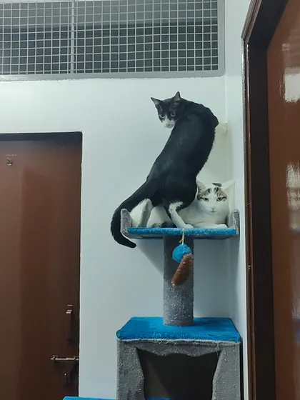 Pepper and Poppins have claimed the top of this blue cat tree. It is one of the many vertical spaces I provide for cats to climb and feel secure.