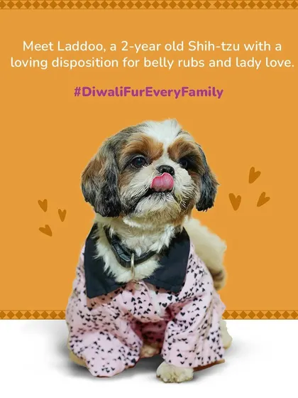 Meet Laddoo, a 2-year-old Shih-Tzu featured in our "Diwali Fur Every Family" campaign, looking festive in a pink and black shirt.