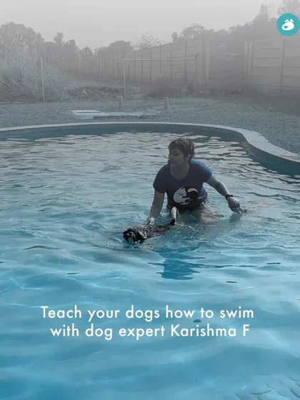 An expert trainer, Karishma, guides a dog in the water. Our swimming lessons are hands-on, ensuring each dog gets the personal attention they need to feel comfortable.