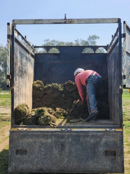 A worker inside a truck, arranging the turf rolls for a long-distance delivery.