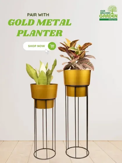 Pair your Snake Plant with an elegant gold metal planter to up your decor game. Our planters with tall stands are perfect for adding height and creating a sophisticated look.