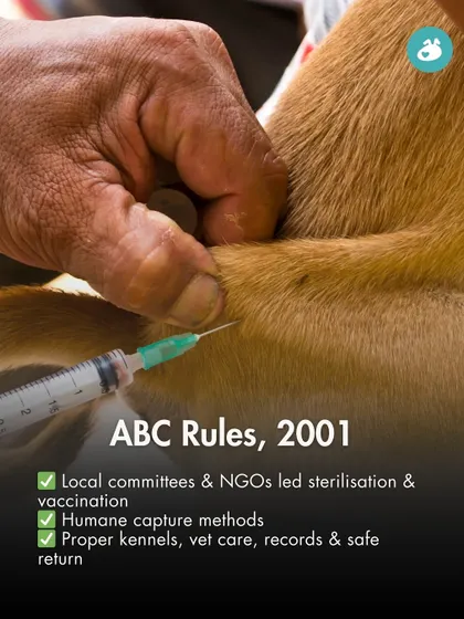 The original ABC Rules of 2001 laid the groundwork for humane population management. They mandated local committees, humane capture methods, and proper veterinary care, setting a new standard for animal welfare in India.