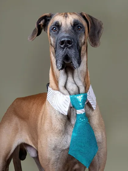 A majestic Great Dane looking very distinguished with a sparkly blue tie. Even the biggest dogs are welcome in my portable studio.