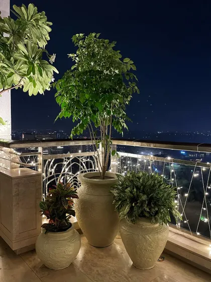 Another angle of the festive balcony at night. The lighting highlights the elegant shape of the Ficus tree and the lushness of the surrounding plants, creating a truly magical space.
