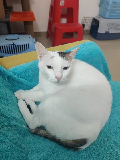 Kalu, the white cat, curled up and looking sleepy on the couch.