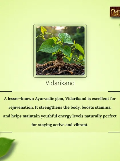 Vidarikand is another Ayurvedic gem for rejuvenation. It strengthens the body, boosts stamina, and helps maintain youthful energy levels naturally.