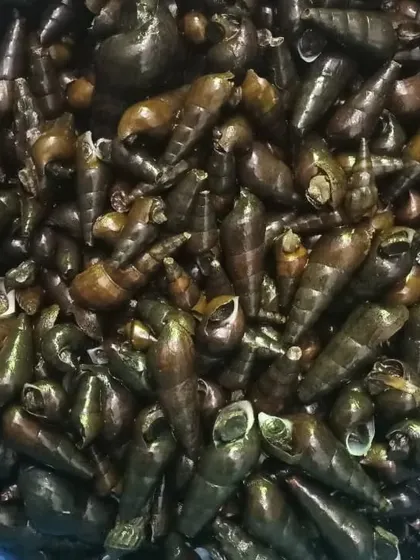 This shows a fresh batch of long snails in a bowl. Their unique shape and texture make them a sought-after ingredient for traditional meals.
