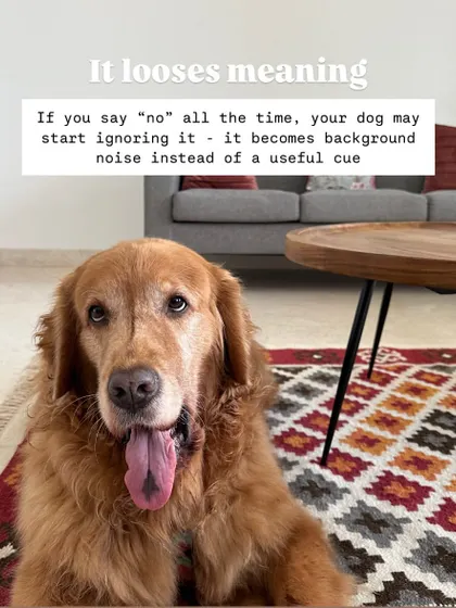 Overusing the word "no" is a common training mistake. It loses its meaning, lowers your dog's confidence, and doesn't teach them what you want them to do instead. I teach you how to use redirection and positive reinforcement for better results.