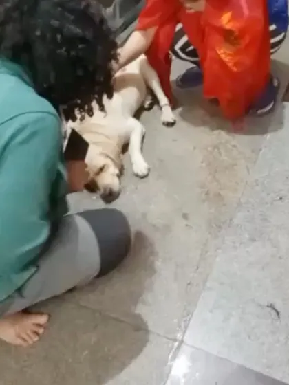 Here you can see us checking on the lost Labrador. We ensure any found dog is not injured and is given water and comfort while we begin the search for their owners.