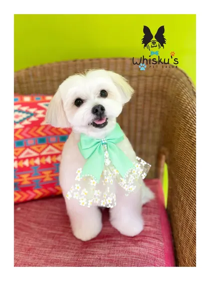 Another shot of the handsome Leo. A well-executed Maltese cut keeps the hair around the eyes and mouth clean and tidy, which is essential for their health and comfort.