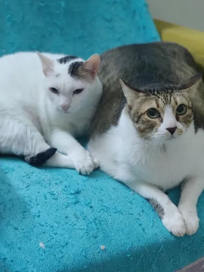 Goru and Kalu are so comfortable with each other. It is lovely to have them back in our home.