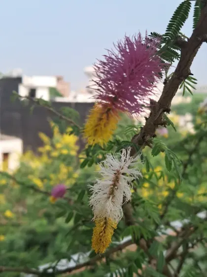 Another view of the Shami flower, showing its delicate structure.