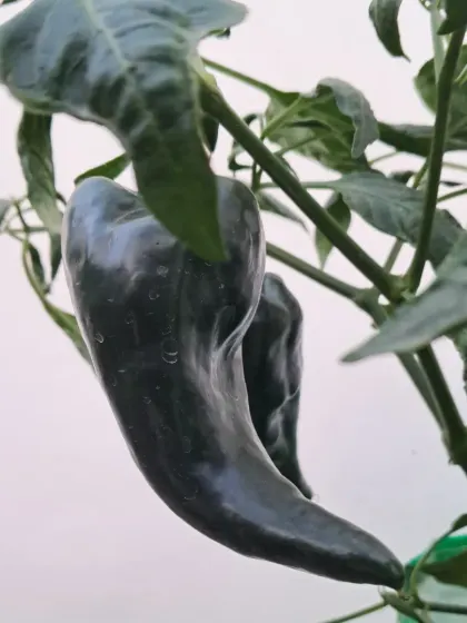 A shiny, dark green capsicum on the vine. Proper sunlight and nutrients are key to getting this glossy finish.