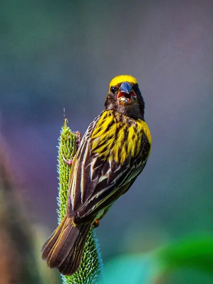 A Baya Weaver bird in Maharashtra seems to be singing its heart out. These birds are known for their intricate nests and social nature.